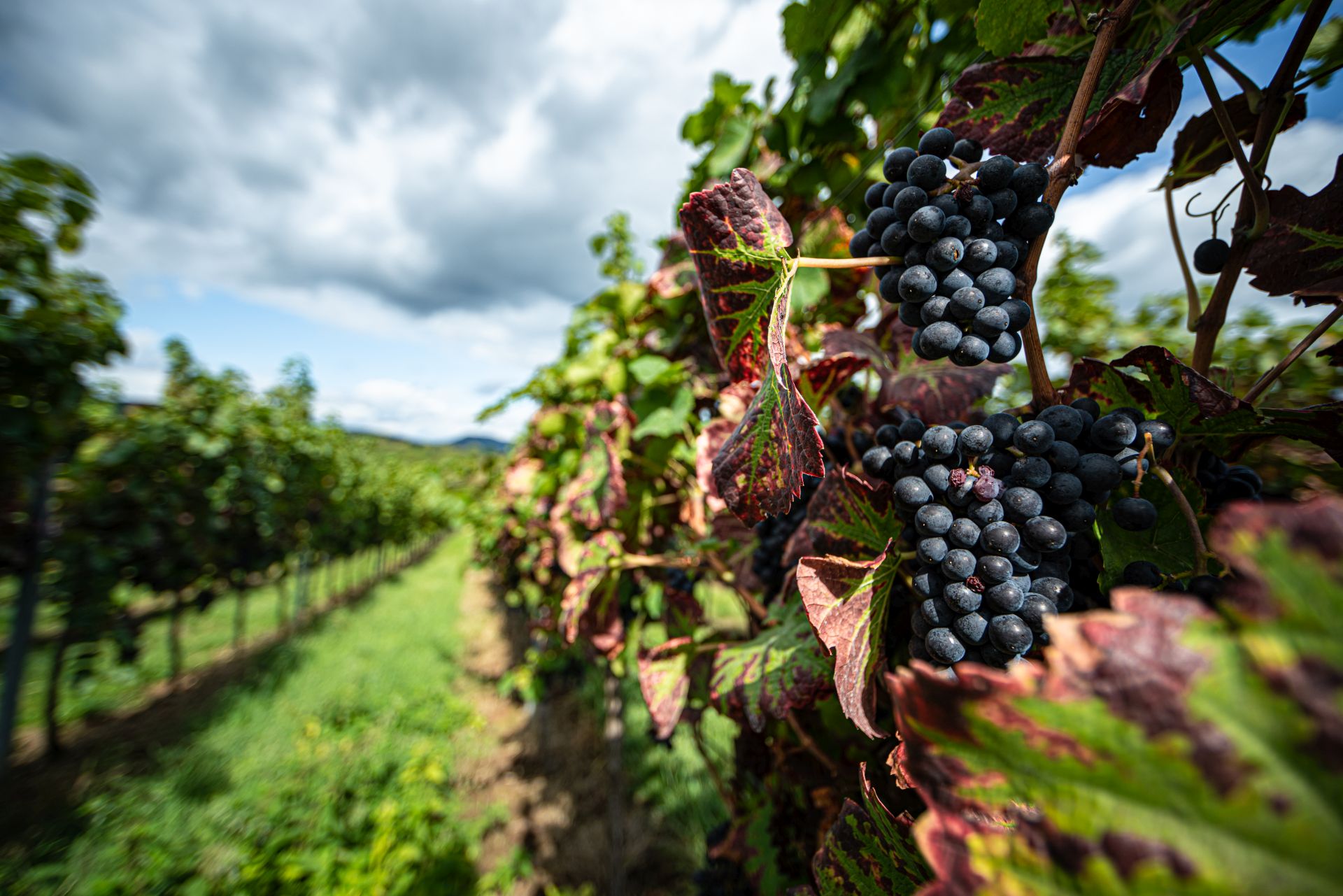 Weinurlaub Ferienwohnung